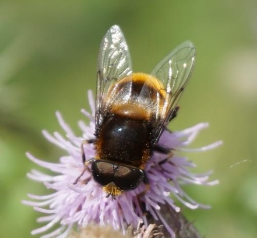 Réf. 326 877 : Eristalis intricaria